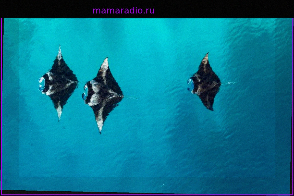 Морская жизнь на Мальдивах: Манты, манты: Гигантские скаты в атолле Баа