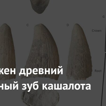 Обнаружен древний загадочный зуб кашалота
