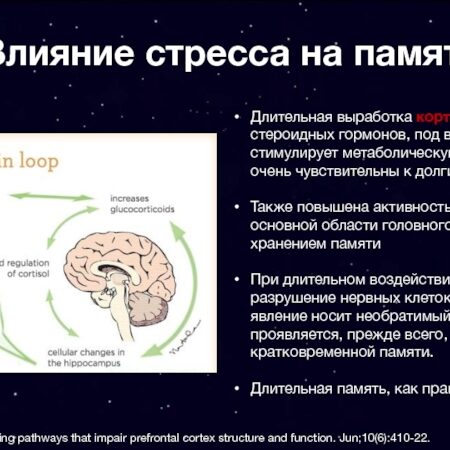 Раскрыт механизм влияния стресса на память