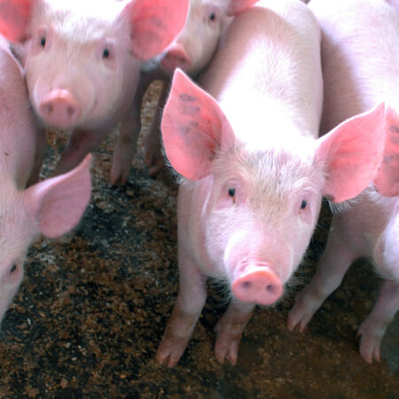 Цены выросли по-свински: килограмм живого поросенка подорожал на 15%