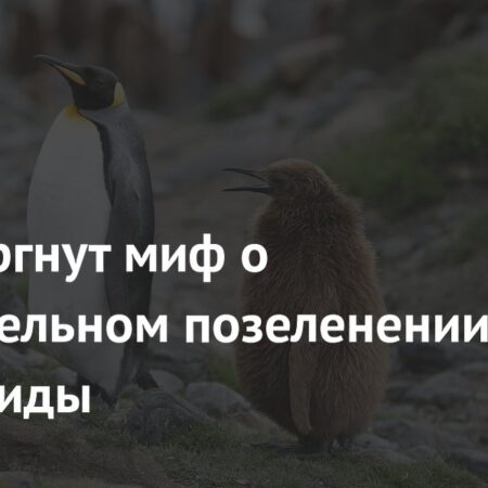 Ученые развеяли миф о быстром позеленении Антарктиды