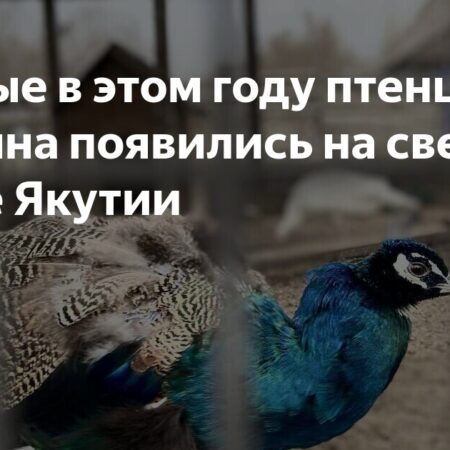 Первые птенцы павлина появились на свет в парке ‘Живые алмазы Якутии’
