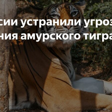 Угроза вымирания амурского тигра в России устранена