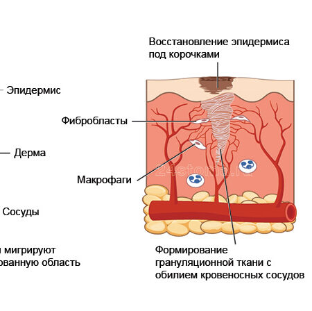 Механизм быстрой регенерации кожи: Найден ключ к заживлению без шрамов