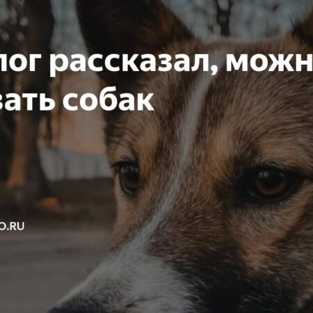 Кинолог рассказал, можно ли целовать собак и почему это нежелательно