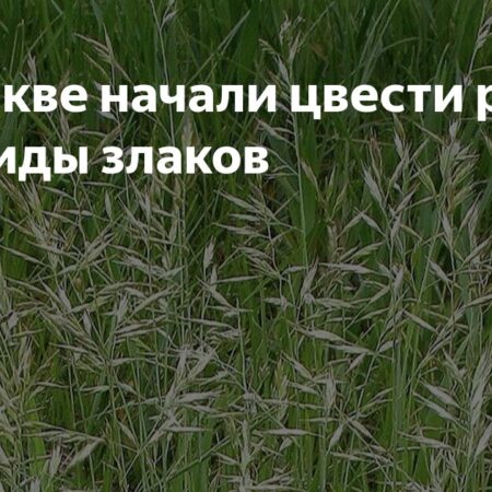 Редкие злаки цветут в Москве