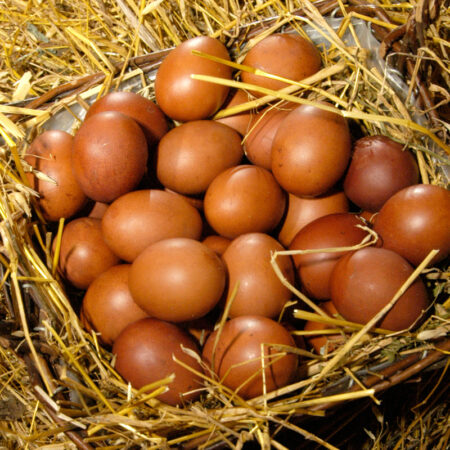 Стало яйцо простое, будет — золотое: осенью ожидается новый взлет цен