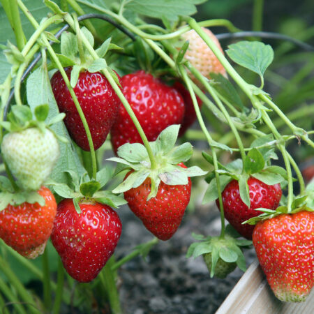 Плодово — невыгодные: в России в июне резко выросли цены на ягоды