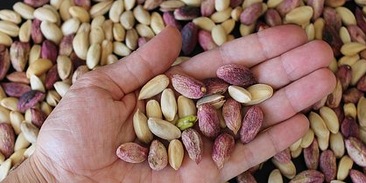 Названа неочевидная польза фисташек