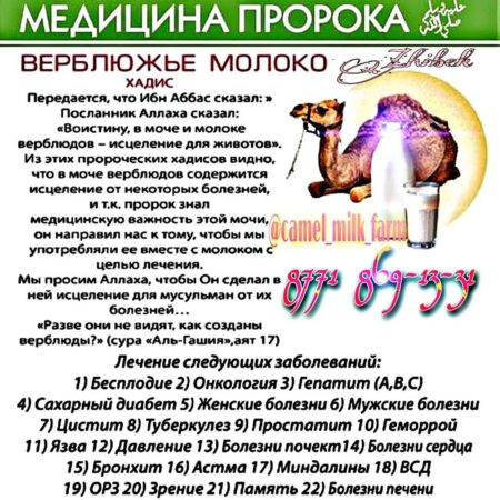 Исследование показало, что верблюжье молоко может облегчить приступы астмы
