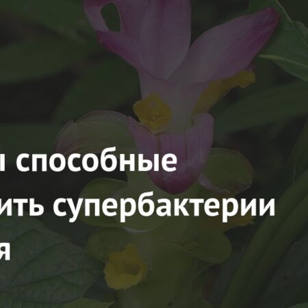 Природные соединения из растений могут остановить супербактерии