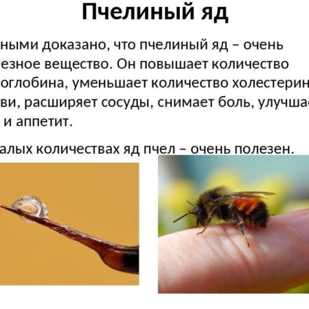 Влияние пчелиного яда на сосуды: Опасные аспекты