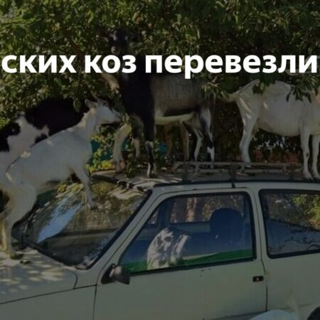 Бутовские козы отправлены в Ступино из-за нарушений содержания