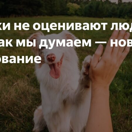Исследование: Собаки не оценивают людей по их щедрости