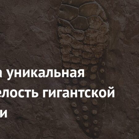 Найдена уникальная окаменелость гигантской рептилии