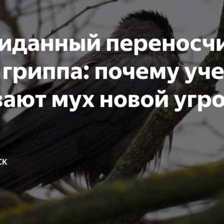 Мухи и птичий грипп H5N1: потенциальная угроза распространения