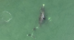 На гренландских китов в Охотском море при помощи дронов установили передатчики