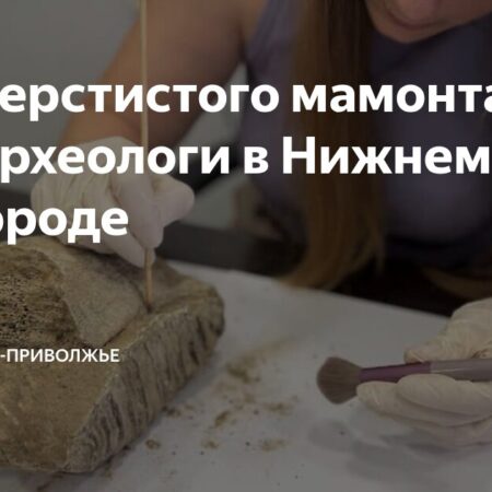 Зуб древнего мамонта обнаружен в Нижнем Новгороде
