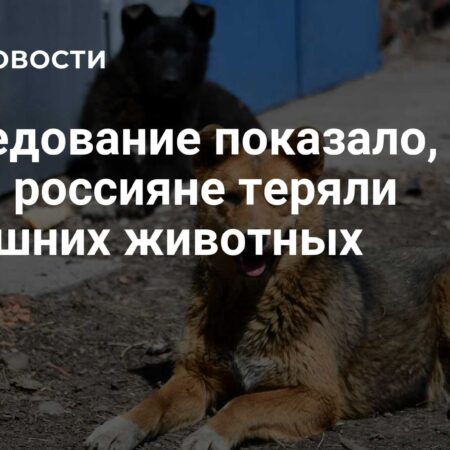 Как часто россияне теряют своих домашних любимцев: результаты опроса