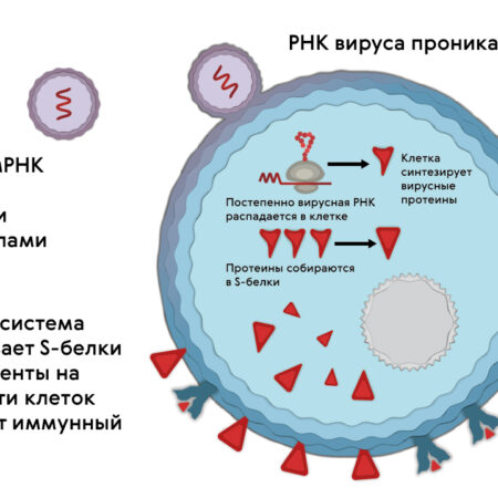 Универсальный мРНК-препарат обещает защиту от множества вирусов