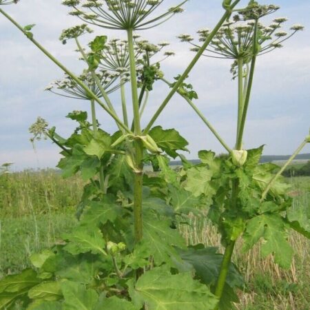 Ученые предупреждают: инвазивные растения превращают леса в безжизненные пустыни