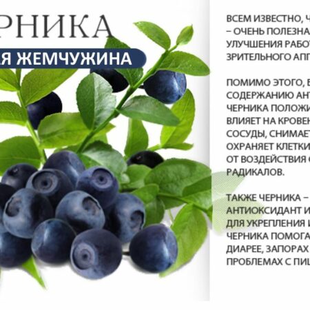 Черника: неожиданная польза для иммунитета и защита от аллергии