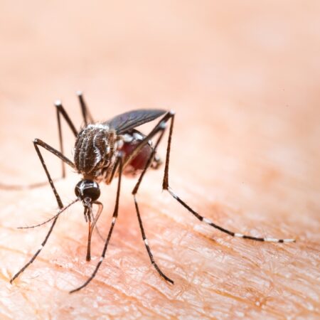 Употребление пива делает человека более привлекательным для комаров, выяснили ученые