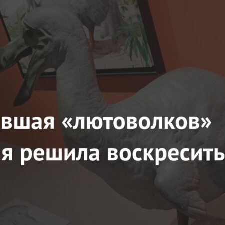 Возродившая «лютоволков» компания решила воскресить додо