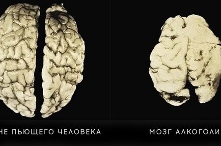 Исследование: Молоко яка может быть ключом к защите мозга от алкоголя