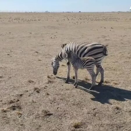 В «Аскании-Нова» пополнение: родился детеныш зебры Чапмана