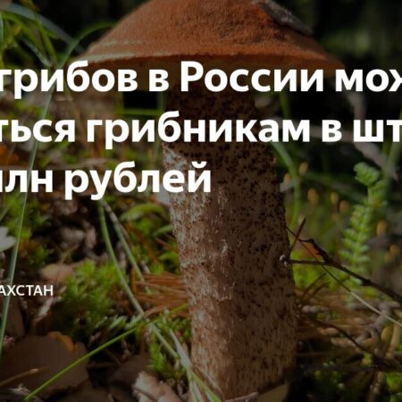 Осторожно, грибники: в России могут оштрафовать за сбор грибов