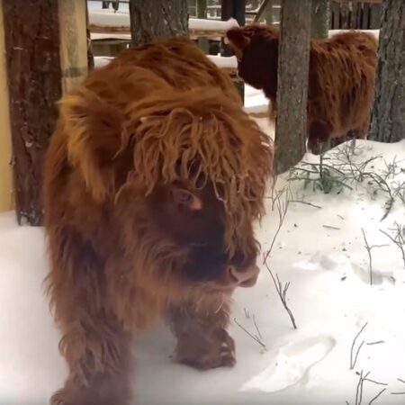 Радостное пополнение в зоосаде Деда Мороза: родился шотландский теленок Хайленд