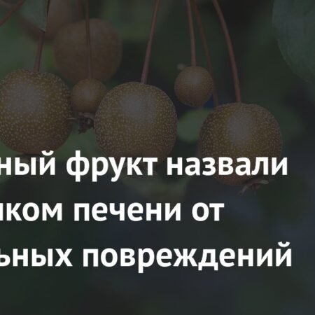 Уссурийская груша: природный щит для печени от алкогольных повреждений
