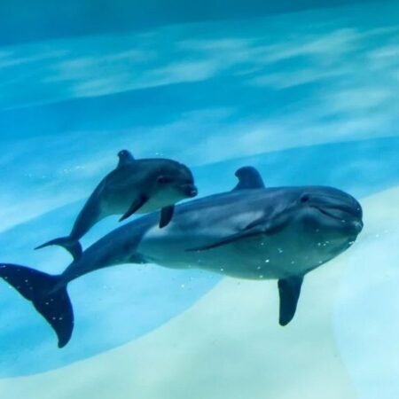 В Московском «Москвариуме» родился детеныш краснокнижной афалины