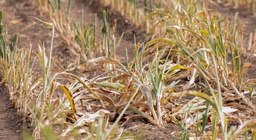 В Ростовской области объявлен федеральный режим ЧС из-за катастрофы с урожаем