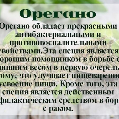 Орегано: Неожиданный союзник в борьбе с онкологическими заболеваниями