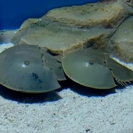 Уникальные Ухаживания Мечехвостов Сняты на Видео в Приморском Океанариуме