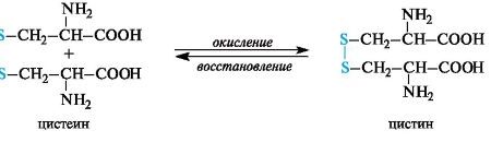 Аминокислота цистеин: новое открытие для ускорения регенерации кишечника
