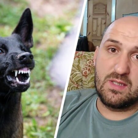 Почему собаки не любят перестановки: мнение кинолога