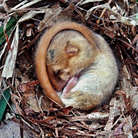 Орешниковая соня в лесопарках Москвы: подготовка к зимней спячке