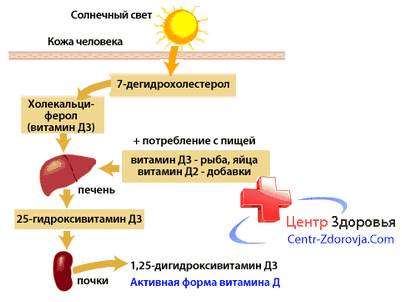 Новые данные о роли витамина D3 в защите мозга