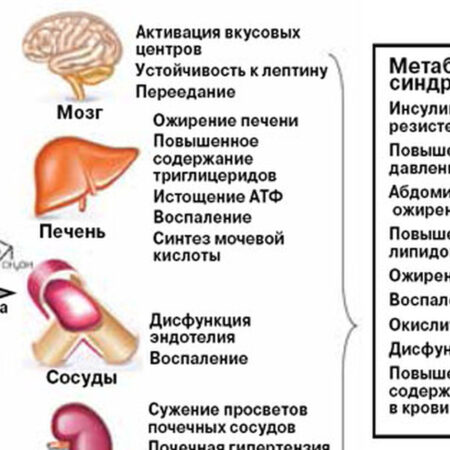 Неожиданная причина ожирения, диабета и жирового гепатоза: роль мутаций в клетках крови
