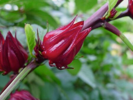 Роза как суперфуд: ученые подтвердили мощные нейропротекторные и антиоксидантные свойства привычного цветка