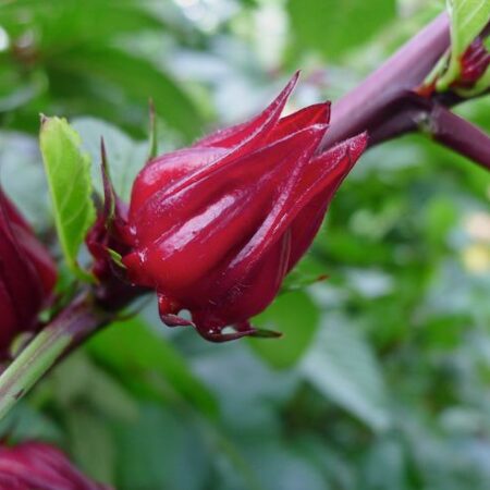 Роза как суперфуд: ученые подтвердили мощные нейропротекторные и антиоксидантные свойства привычного цветка