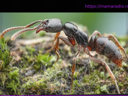 Инвазивные виды: Опасный вид муравьев впервые обнаружен в Германии