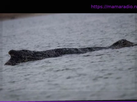 Горбатый кит в Балтийском море: Спасен и снова на свободе – Высокий уровень воды помог