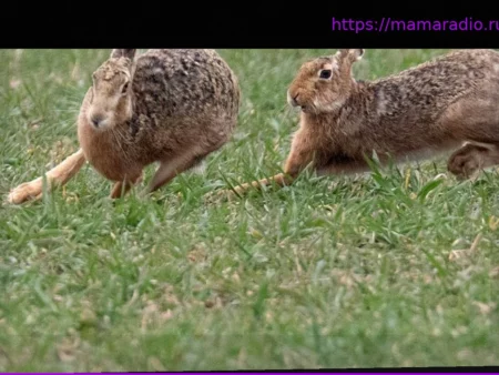 Природа и окружающая среда: как обстоят дела у зайцев-русаков – и что им теперь угрожает