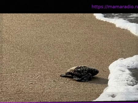 Морские черепахи Габона: борьба за выживание на фоне сокращения финансирования