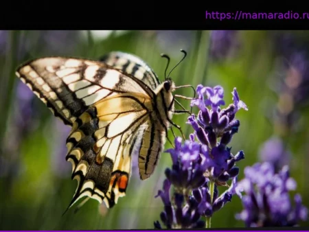 День Диких Растений: «Слово ‘сорняк’ должно быть исключено из нашего лексикона»