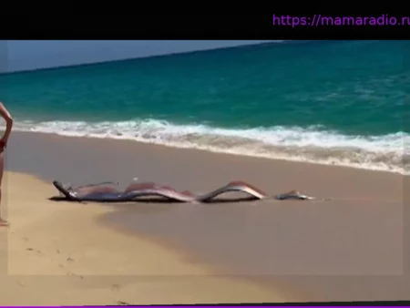 Мексика: На берег выброшены многометровые сельдяные короли – загадочные «морские змеи»